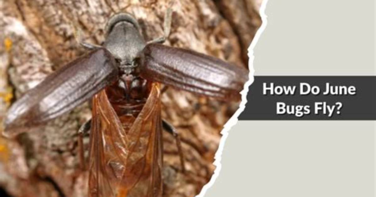 Do June Bugs Fly?