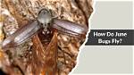 Do June Bugs Fly?