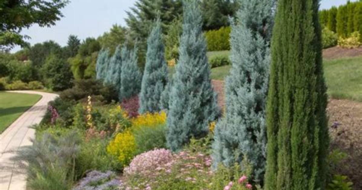 Do Junipers Flower? | Contextresponse. Com