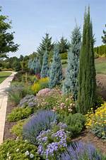 Do Junipers Flower? | Contextresponse. Com