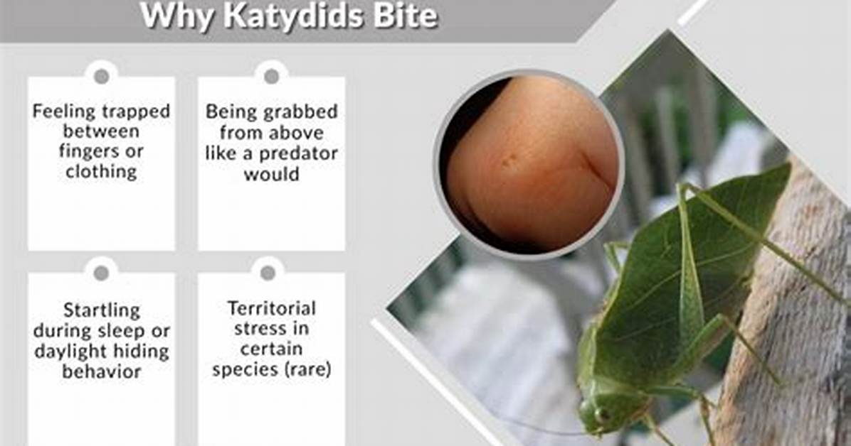 Do Katydids Bite