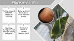 Do Katydids Bite