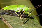 Do Katydids Eat Aphids?