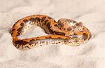 Do Kenyan Sand Boa Bite?