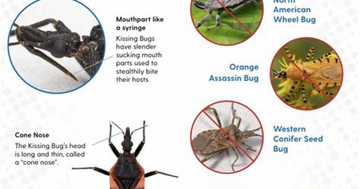 Do Kissing Bugs Bite?