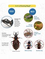 Do Kissing Bugs Bite?