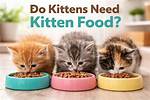 Do Kittens Need Warmth