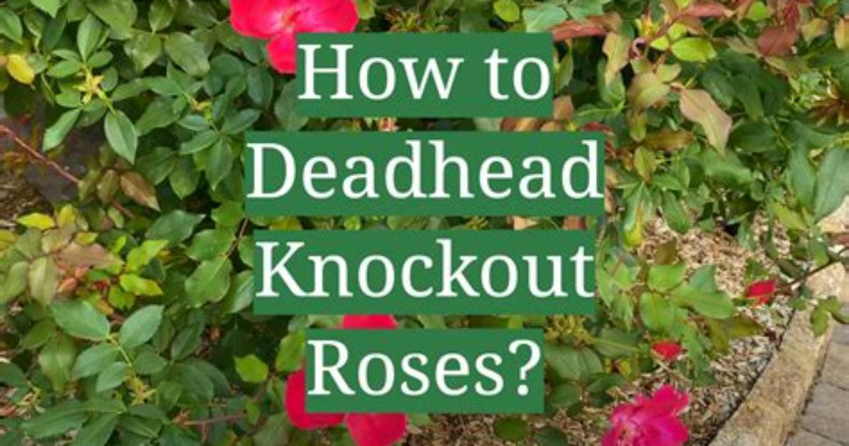 Do Knockout Roses Need Deadheading