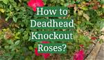 Do Knockout Roses Need Deadheading