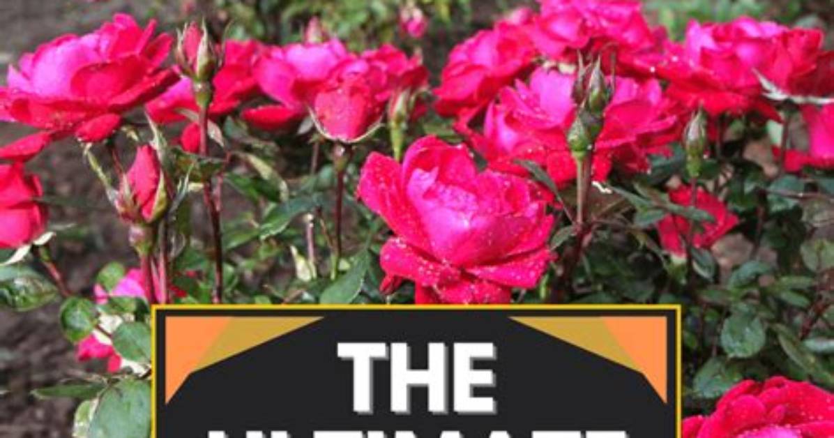 Do Knockout Roses Rebloom? | Contextresponse. Com