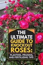 Do Knockout Roses Rebloom? | Contextresponse. Com