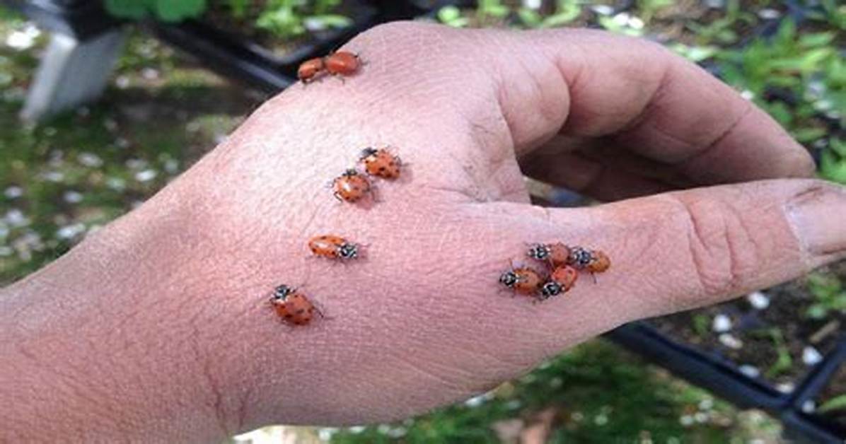Do Lady Bugs Bite