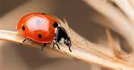 Do Ladybugs Survive Winter
