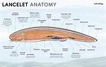 Do Lancelets Have a Cranium?