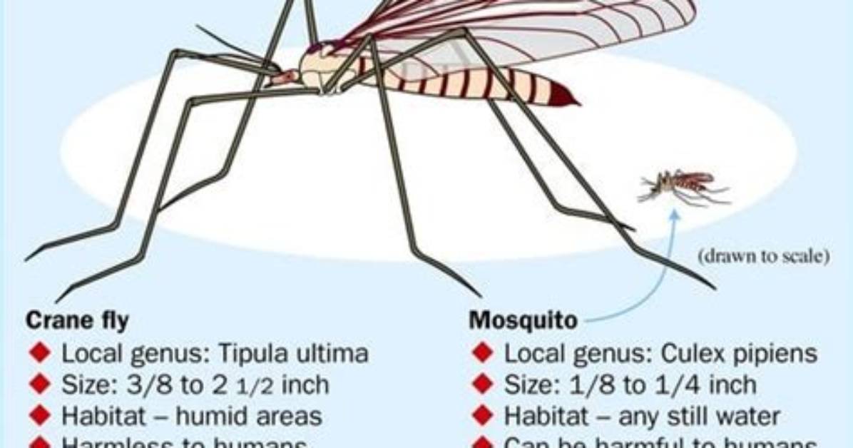 Do Large Mosquitoes Bite?