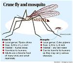 Do Large Mosquitoes Bite?