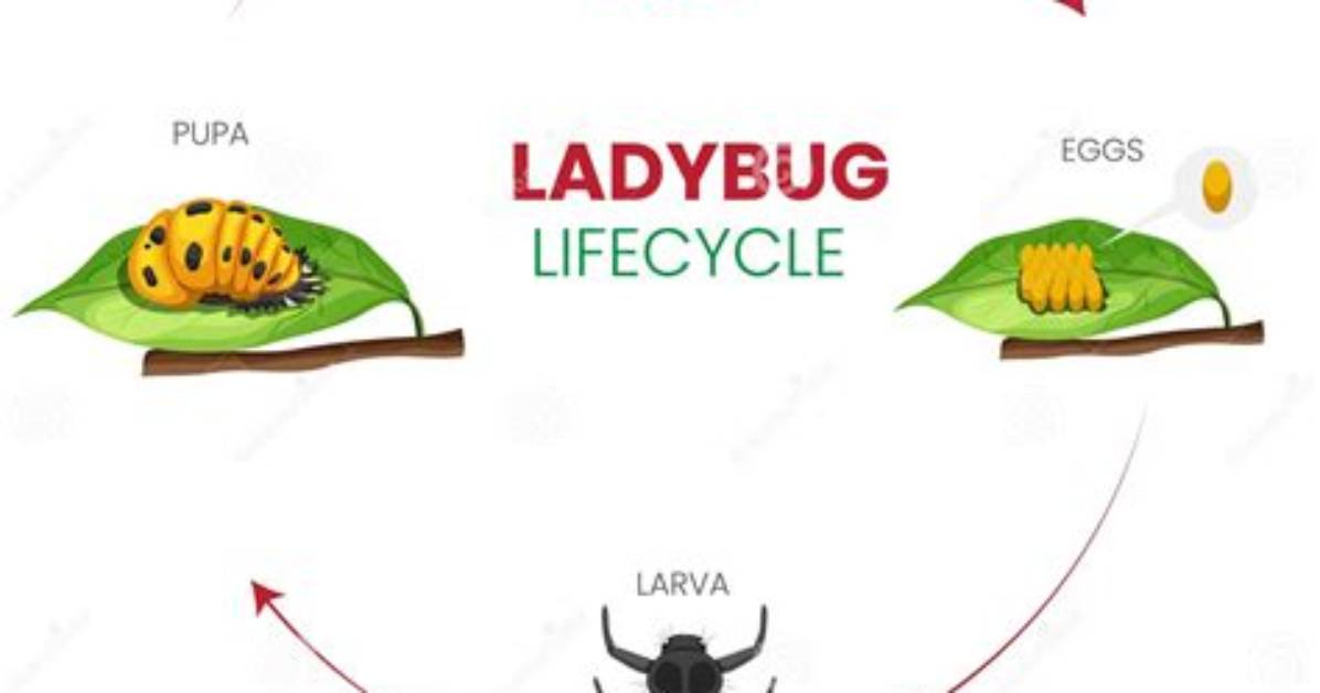 Do Larvae Lay Eggs?