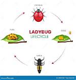 Do Larvae Lay Eggs?