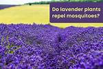 Do Lavender Plants Repel Bugs?