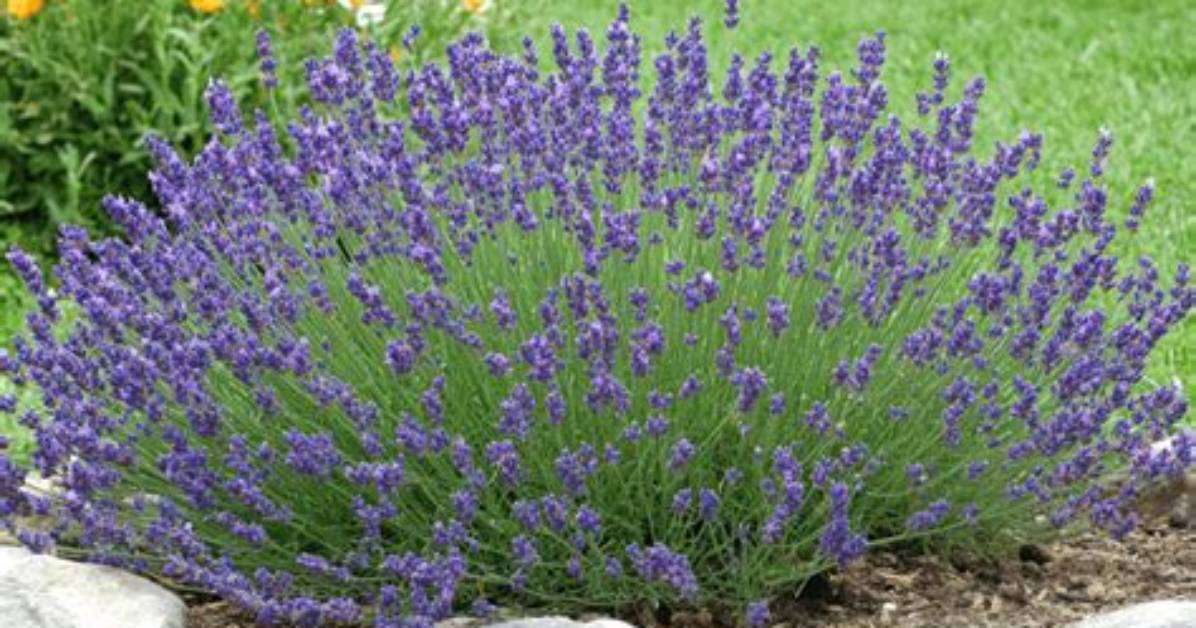 Do Lavender Plants Spread