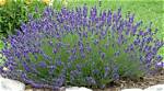 Do Lavender Plants Spread