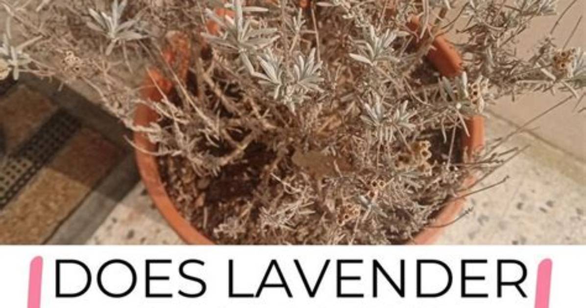Do Lavender Trees Come Back?