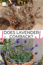 Do Lavender Trees Come Back?