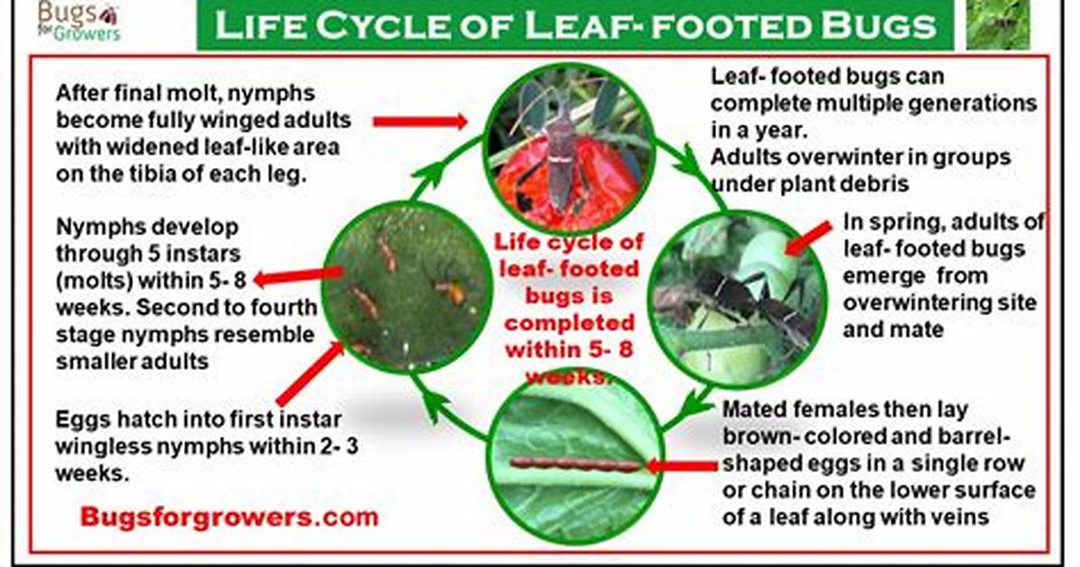 Do Leaf Footed Bugs Sting?