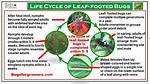 Do Leaf Footed Bugs Sting?