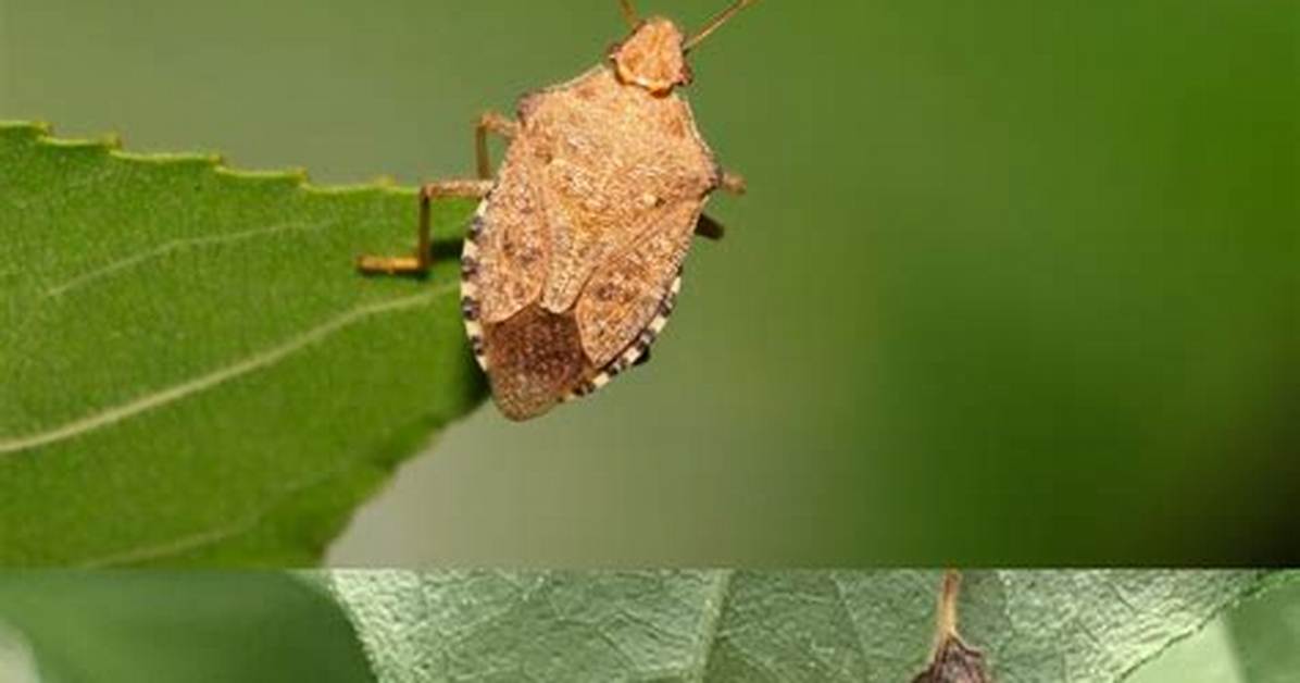 Do Leaf Footed Bugs Stink?