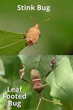 Do Leaf Footed Bugs Stink?