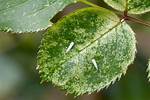 Do Leafhoppers Damage Plants?