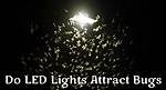 Do Led Lights Attract Bugs