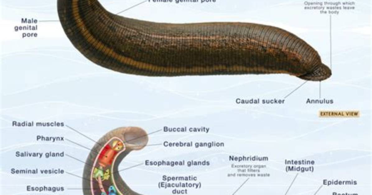 Do Leeches Have Teeth?