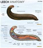 Do Leeches Have Teeth?