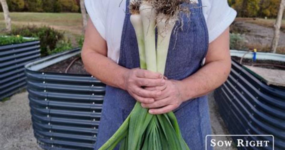 Do Leeks Self Seed