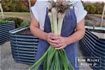 Do Leeks Self Seed