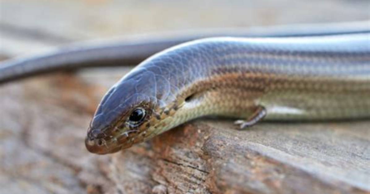Do Legless Lizards Need Uvb?