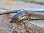 Do Legless Lizards Need Uvb?