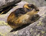 Do Lemmings Explode