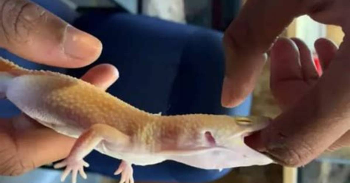 Do Leopard Geckos Bite?