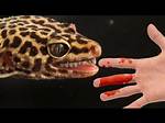 Do Leopard Geckos Bite?