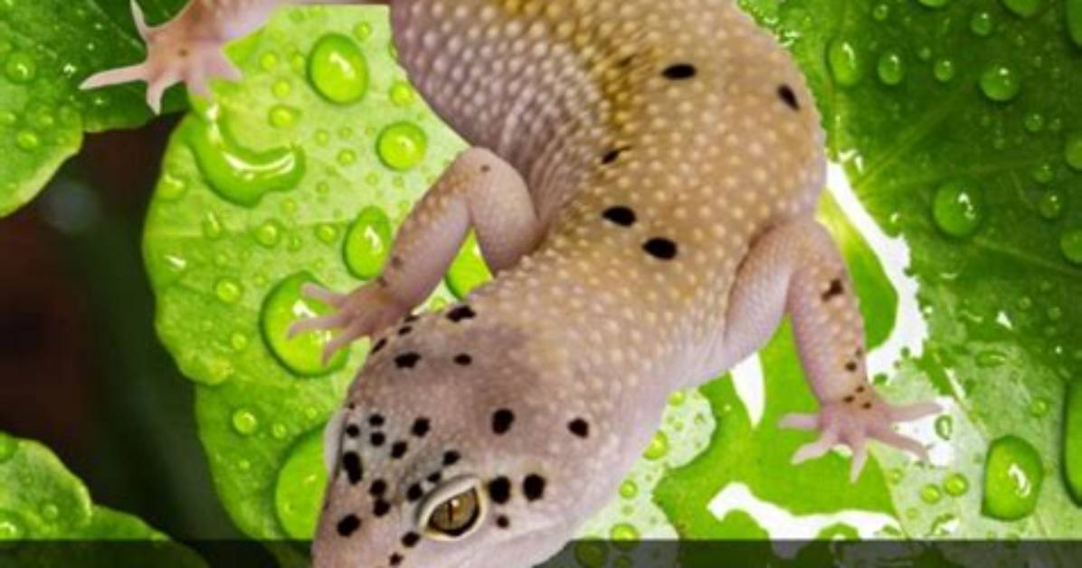 Do Leopard Geckos Need Misting?