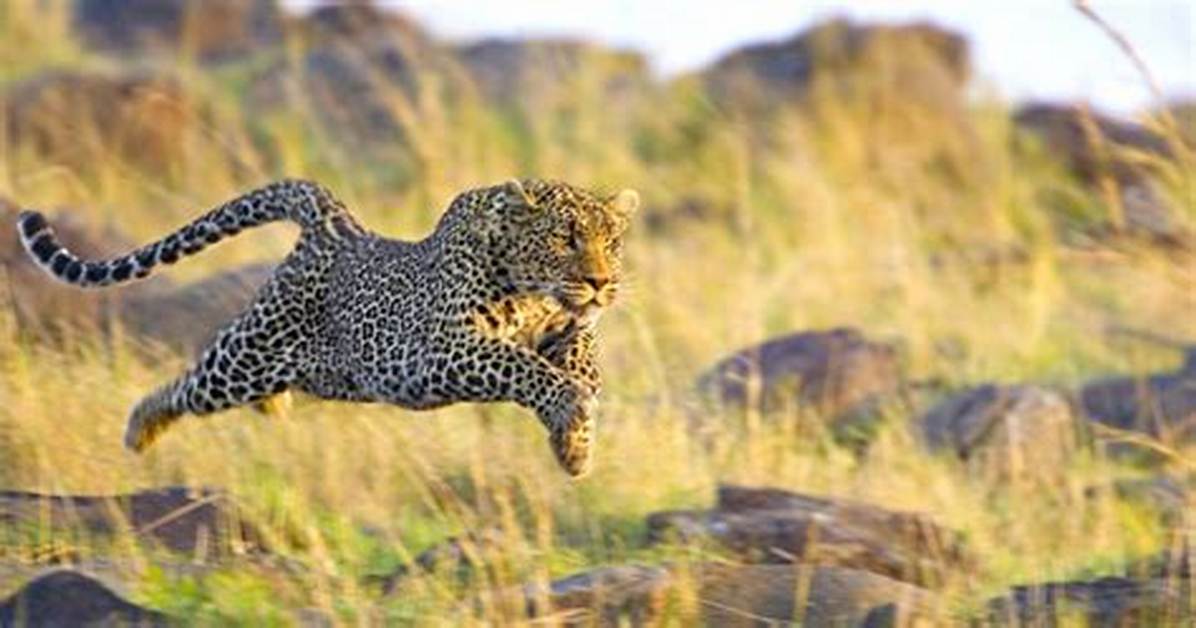 Do Leopards Attack Humans?