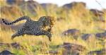 Do Leopards Attack Humans?