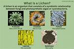 Do Lichens Demonstrate Mutualism?