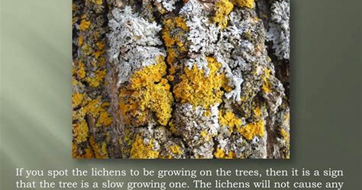 Do Lichens Harm Trees?