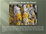 Do Lichens Harm Trees?