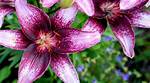 Do Lilies Come in Purple
