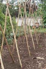 Do Lima Beans Need a Trellis?